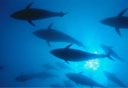 Sustainable use of aquatic resources - 2